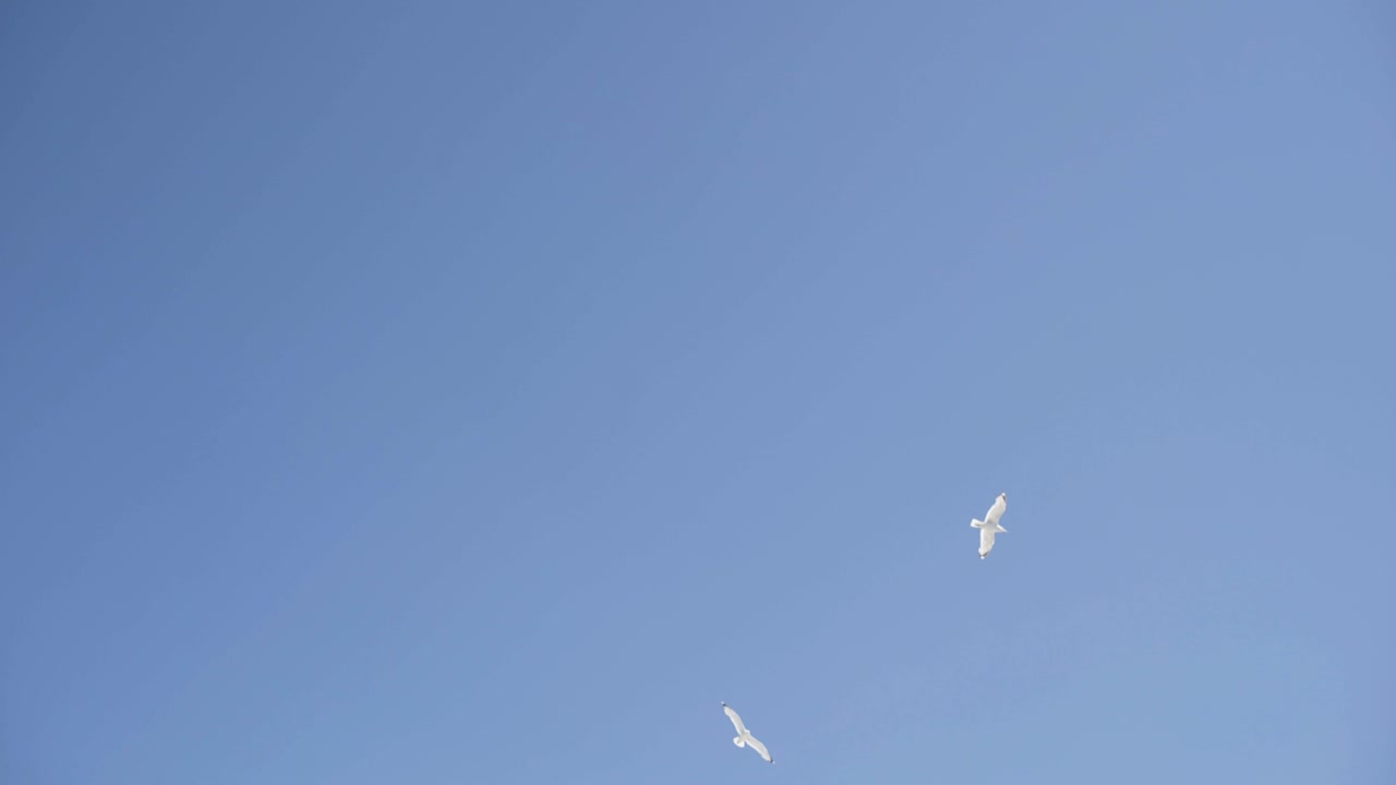 은 파란 하늘에서 날아다니는 새들