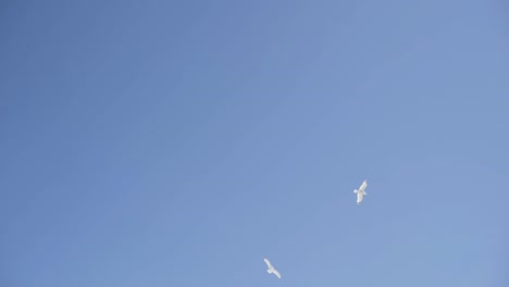 birds flying in a clear blue sky