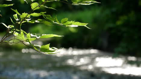 Planta-Natural-Con-Corriente-Bokeh-Con-Audio