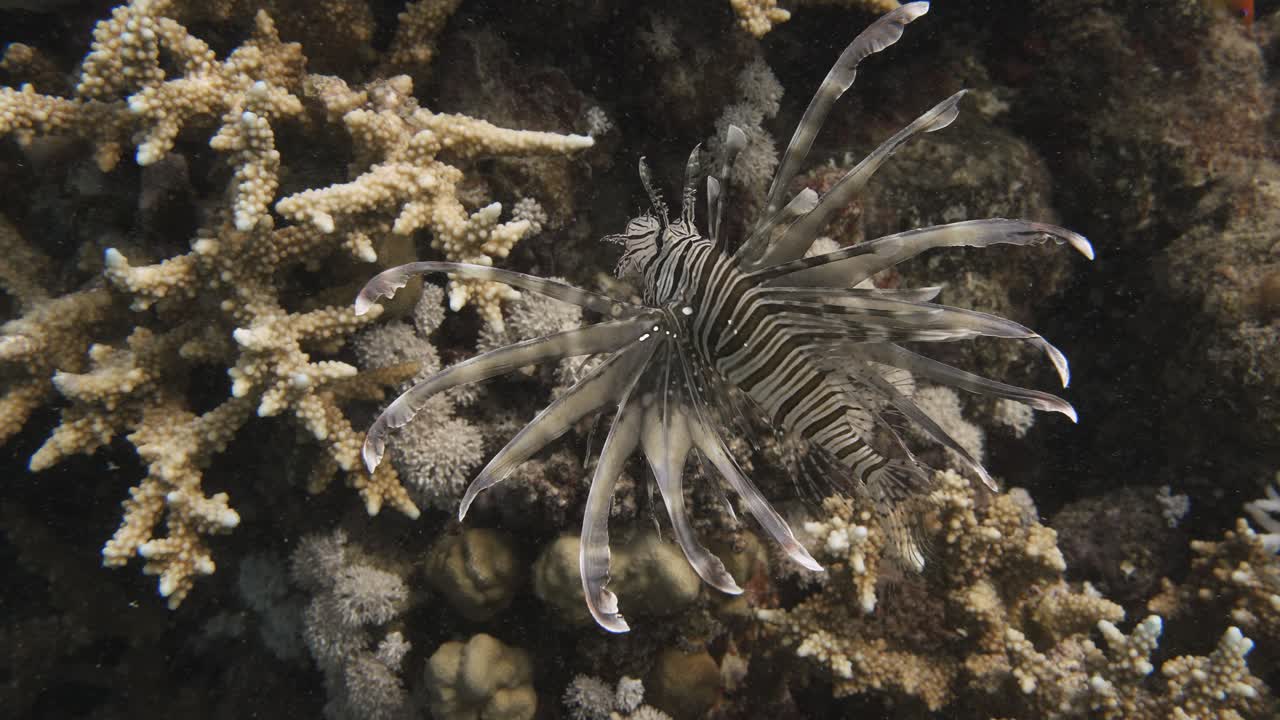 Lionfish in a Coral Reef