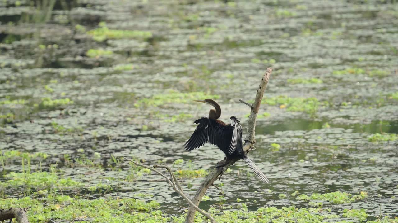 Oriental Darter Bird in Chitwan in Nepal, Aningha Birds in Chitwan National Park Perching on a Branch at a Lake, Wildlife in Nepal in Asia