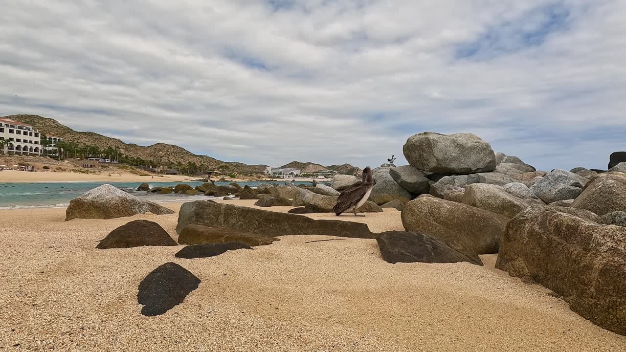 Pelican timelape on the beach in Cabo San Lucas Mexico