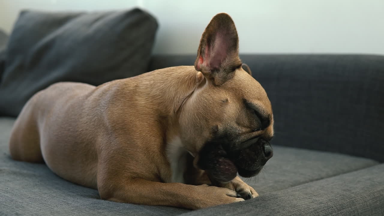 Small french bulldog licked himself and shaking his head, holding a piece of antlers in his front paws, slow motion
