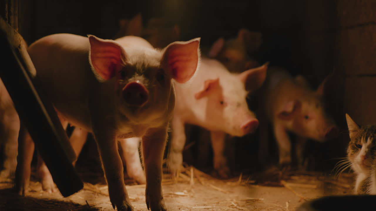 새끼 고양이 와 함께 창고 에 있는 돼지 들