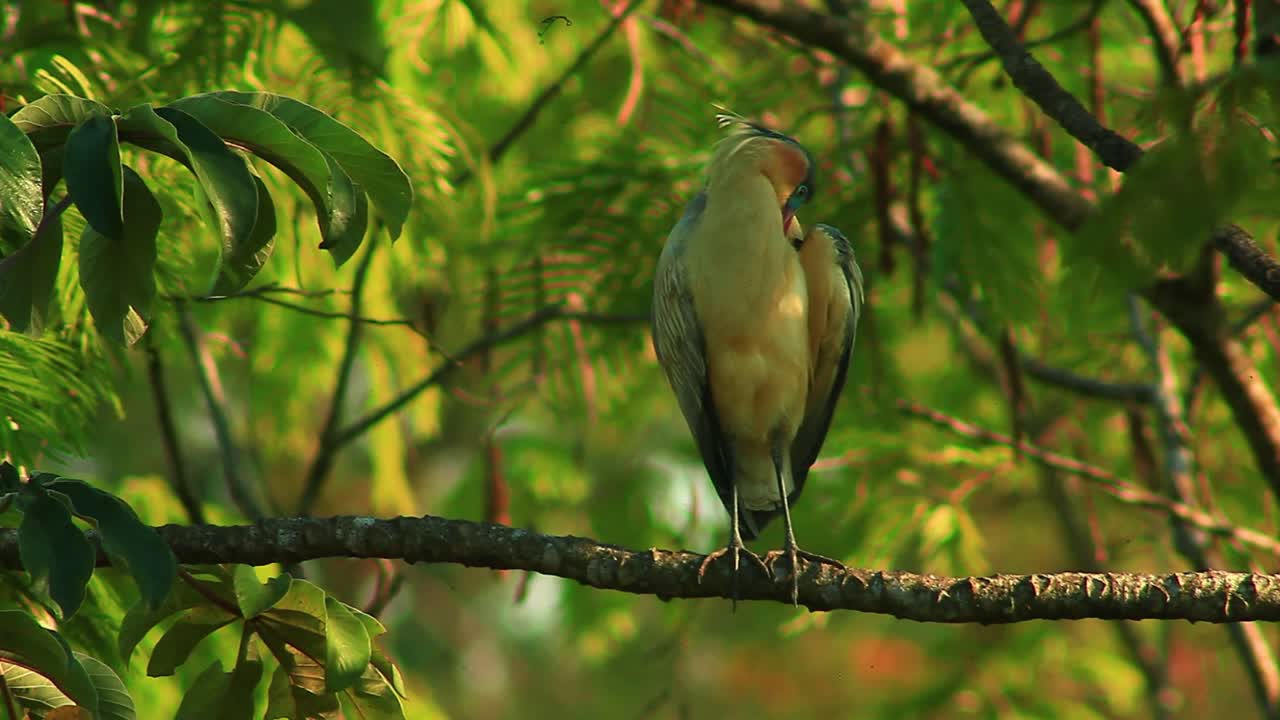 una garza silbante de muchos colores se asentó en una rama