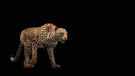 Ein-Gepard,-Der-Auf-Schwarzem-Hintergrund-Läuft,-Mit-Alphakanal-Am-Ende-Des-Videos,-3D-Animation,-Perspektivische-Ansicht,-Animierte-Tiere,-Nahtlose-Schleifenanimation