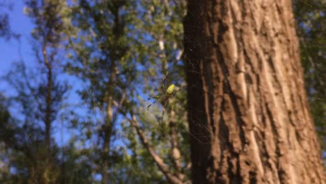 trichonephila clavata aka joro spider waiting in its web