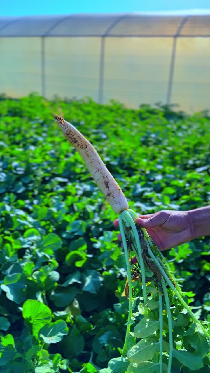 Hand pulls fresh turnip from soil in vibrant green field under sunny sky. Ideal for themes of farming, organic food, agriculture, and sustainable living. Crisp 4K vertical footage.