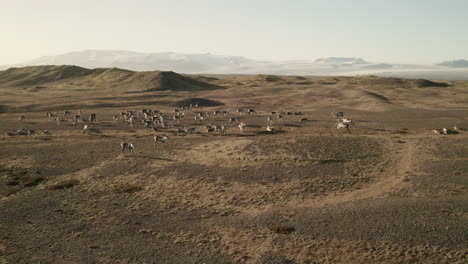 herd of reindeers on the vast landscape in south iceland - breidamerkurjokull glacier in the background - tracking drone shot