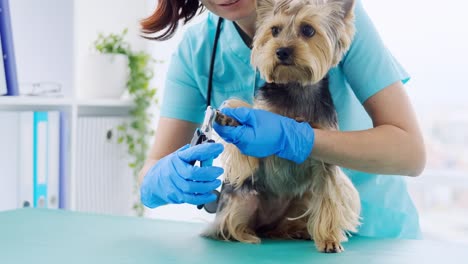 el veterinario está recortando las garras del perro yorkshire terrier.