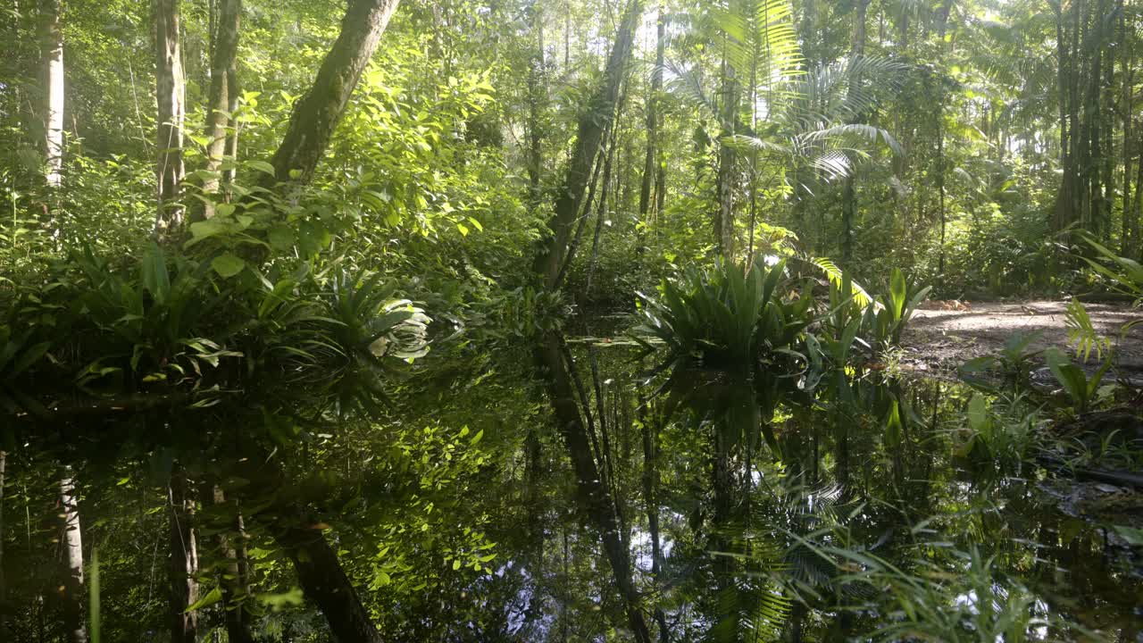 Peaceful Jungle Reflections