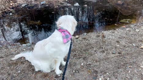 Walking-Retriever-puppy-along-dirt-road