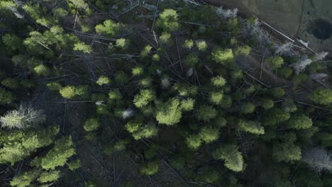 Top-down-drone-footage-of-redfish-lake-pine-trees-into-blue-lake