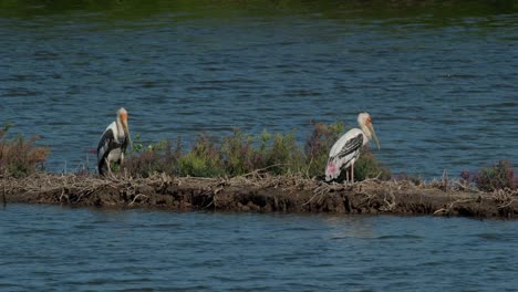 Two-individuals-one-on-the-left-already-sitting-while-the-other-tries-to-settle-down-stepping-towards-the-right,-Painted-Stork-Mycteria-leucocephala,-Thailand