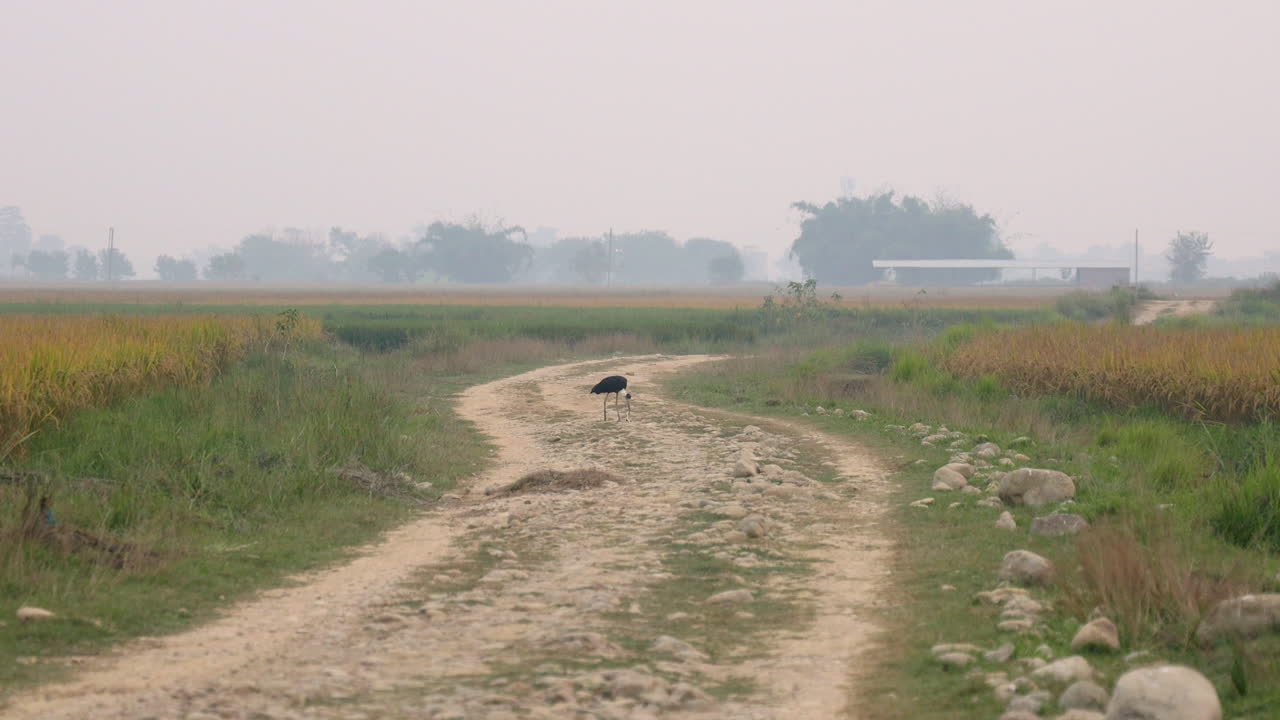 들판의 비포장 도로에서 뱀을 먹는 양모 황새