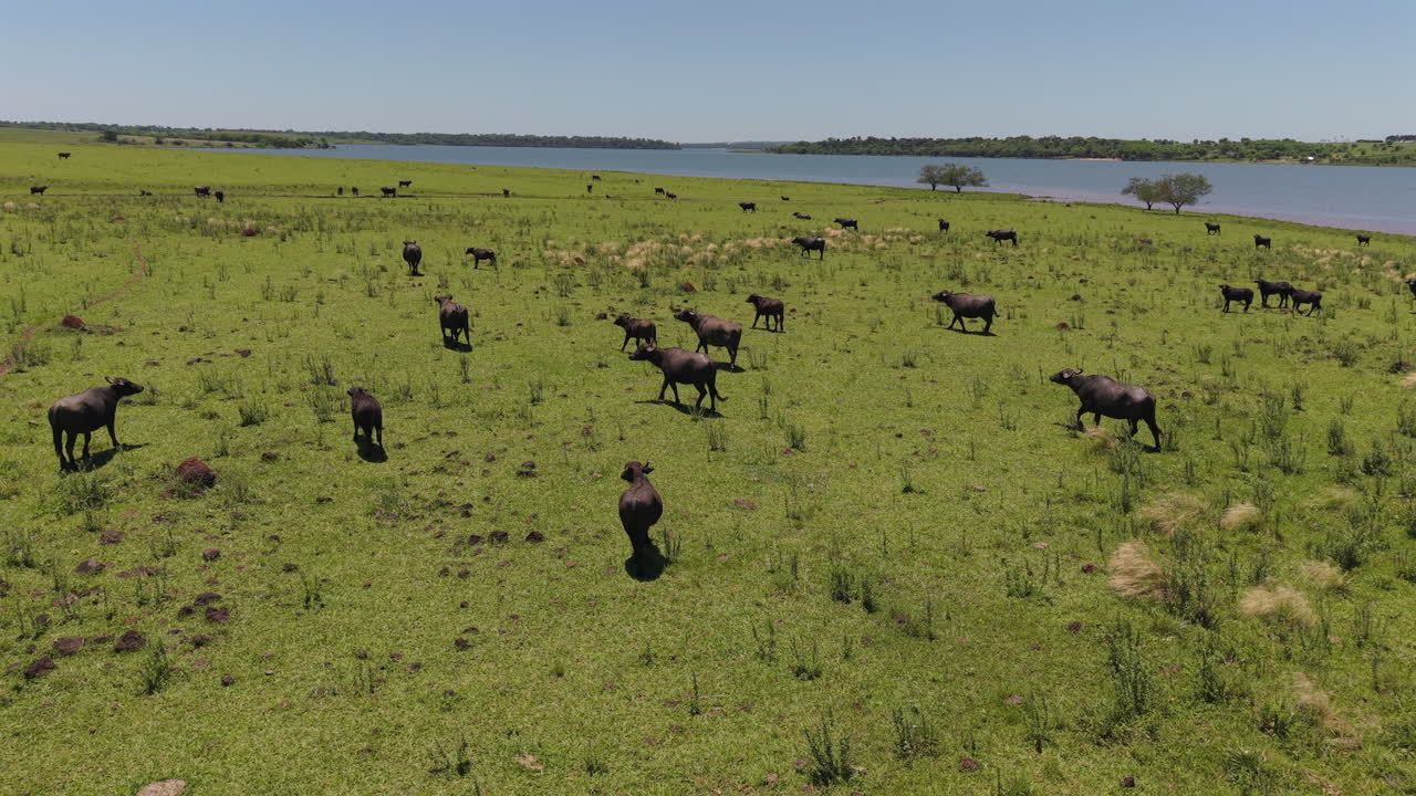 공중 드론 반 도 뷰 버팔로의 무리, 푸른 에 버팔로.