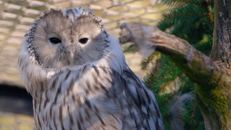 Primer-Plano-De-La-Cara-De-Búho-Ural,-Ojos-Negros-Buscando-Una-Presa,-Dentro-De-Una-Jaula---Strix-Uralensis---Tiro-Fijo