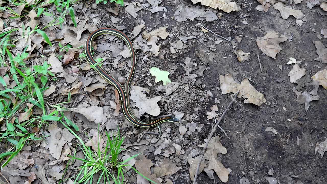 Static video of a Western Ribbon Snake Thamnophis proximus