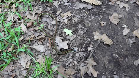 static video of a western ribbon snake thamnophis proximus