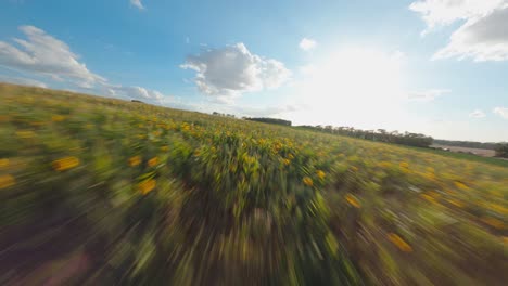 Schnelle-FPV-Drohnenaufnahme-über-Einem-Sonnenblumenfeld,-Das-In-Den-Blauen-Himmel-Schwenkt