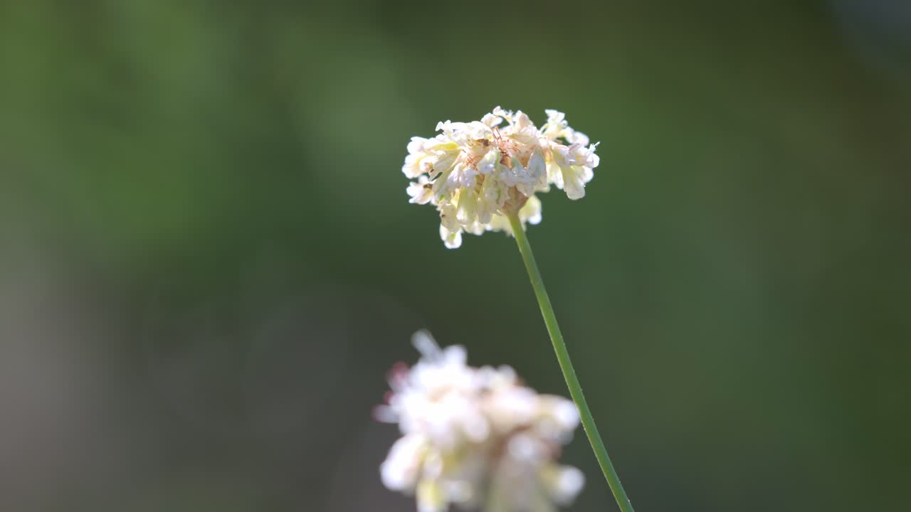 Footage featuring a focus pull between two plant species—Chamaecyparis lawsoniana ‘Snow White’ (a cypress conifer) and buckwheat. The cinematic focus shift highlights their textures and forms