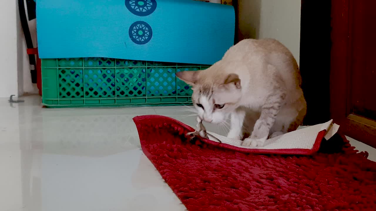 집 안에서 놀고 먹는 어린 회색 고양이 도롱뇽 3