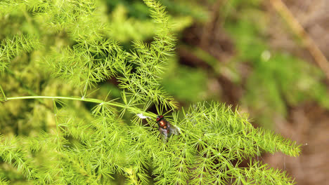 bronze colored fly sitting on a an asparagus fern