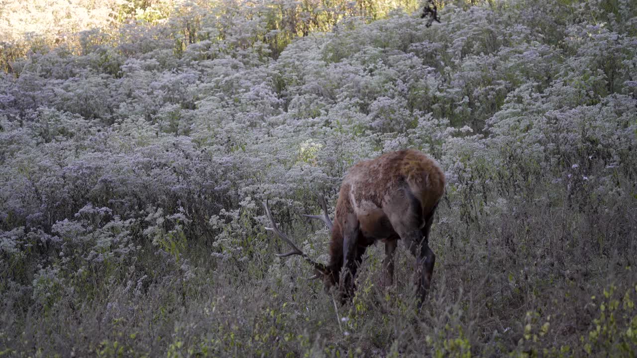 혼자 방목하는 어린 엘크 4k