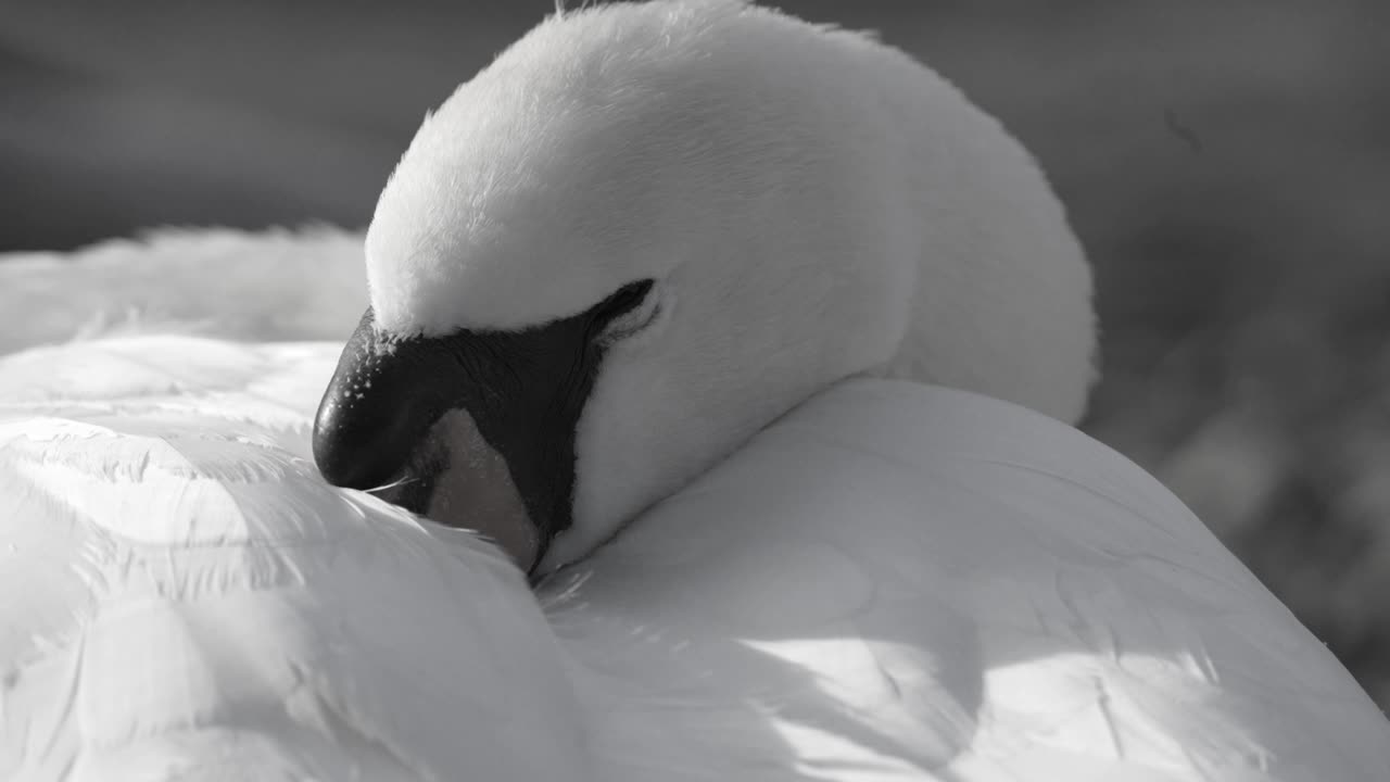 Peaceful swan resting with soft feather detail - zoom in