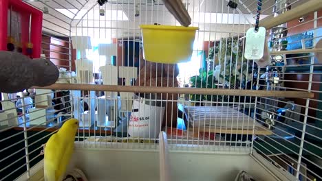 yellow budgie bird in a cage inside of a store