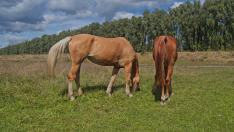 caballo masticando hierba en el hermoso campo