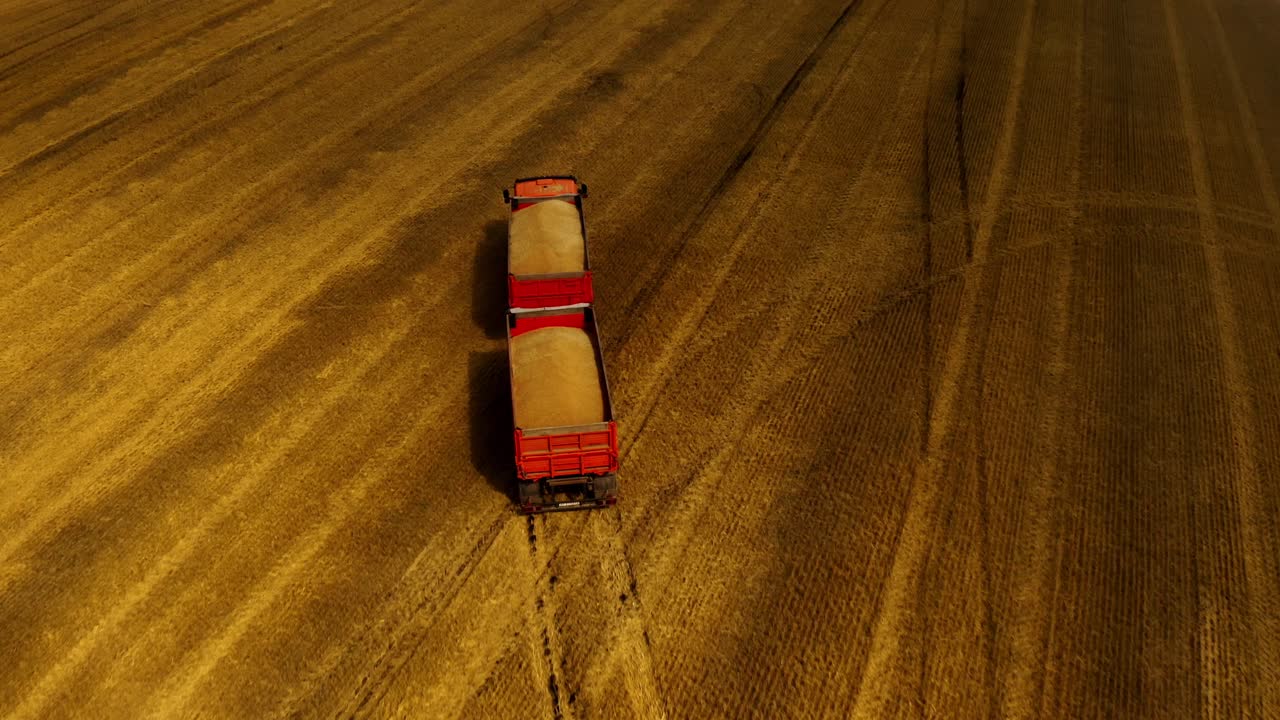 Harvesting Wheat in a Golden Field