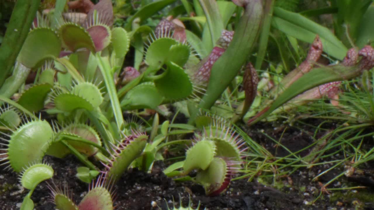 카메라는 점점 늘어나는 비너스 플라이 트랩에서 멀어집니다.