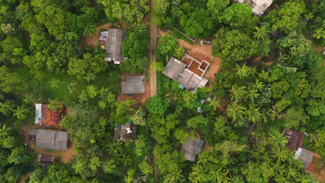 aerial top view over a jungle village going through coconut trees in the forest of sigiriya - sri lanka