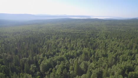 aerial view of a lush forest