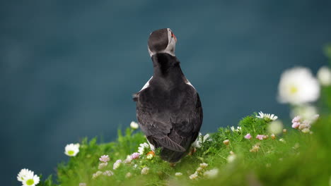 curious puffin standing in  the wind