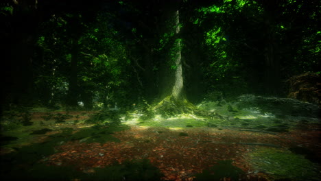 enchanted forest: a dark and mysterious woods