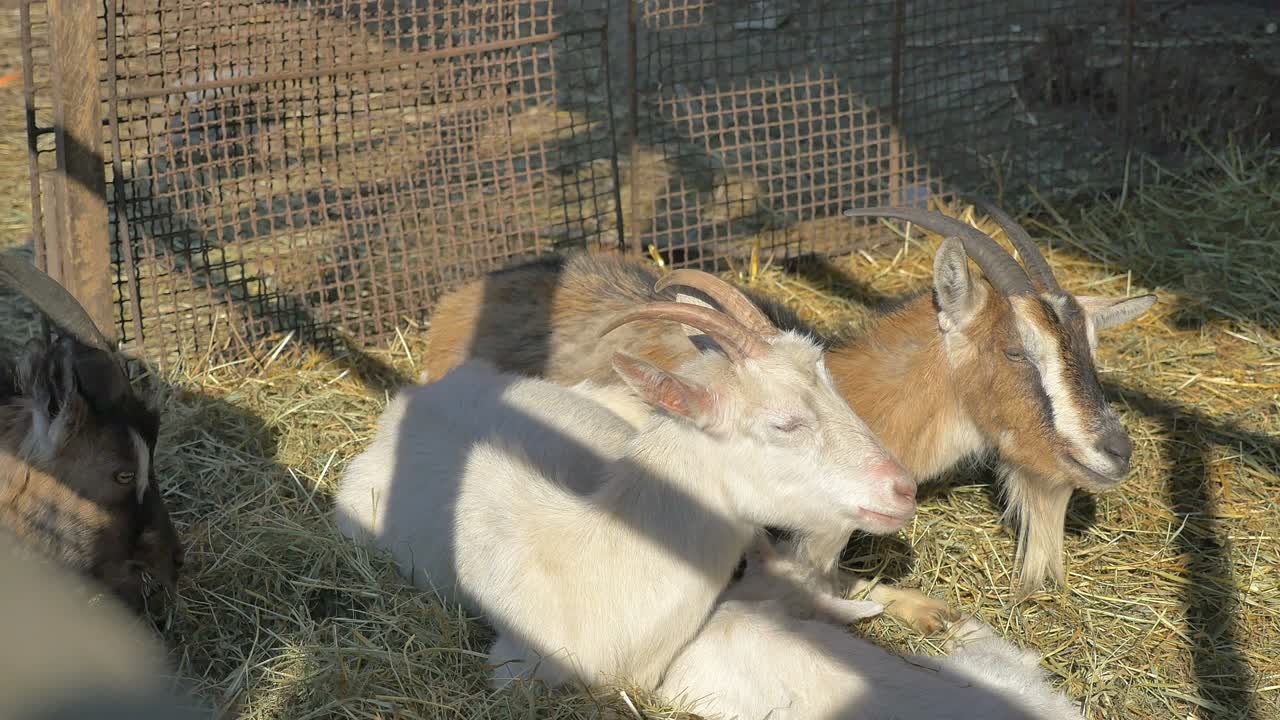 4k에서 염소의 4 개의 비디오