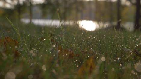 rain drops on grass in slow motion with blurry bokeh background