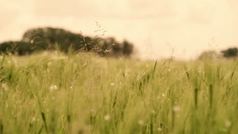 Ähren-Wiegen-Sich-Sanft-Im-Wind