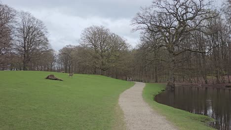 A-deer-park-in-the-city-of-Aarhus,-Denmark