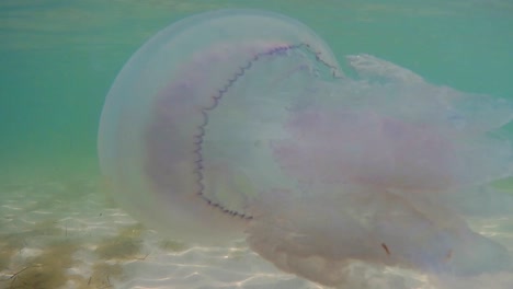 blue jellyfish, underwater shot