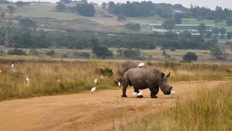 slow motion: white rhino and cattle egrets walk across dirt road