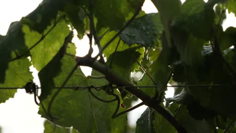hojas de vid en la mañana húmeda en ángel bajo y destello de lente en viñedo en galicia