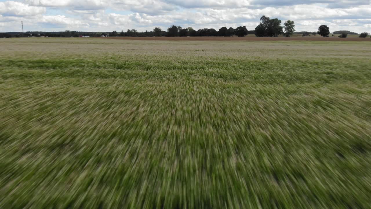 Bokhvetefelt sett fra lavtflyvende drone som flyr raskt fremover rett over plantene