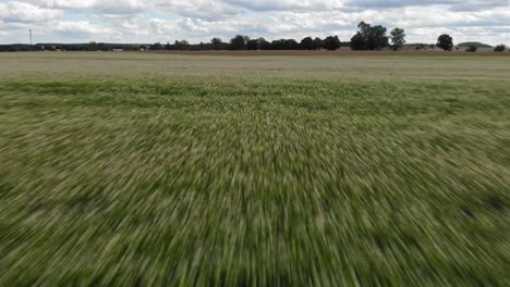 buckwheat field seen from low-altitude drone flying fast forward just above the plants