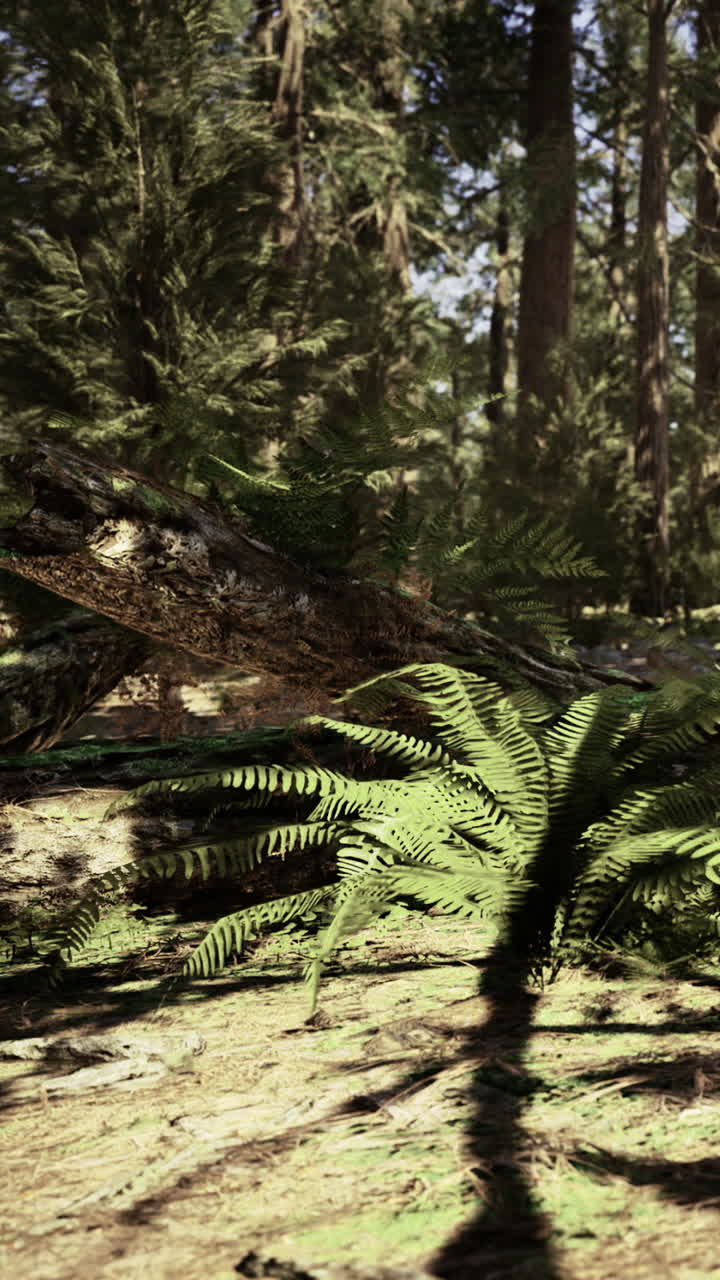 Felci che crescono su un tronco caduto nel bosco durante il giorno