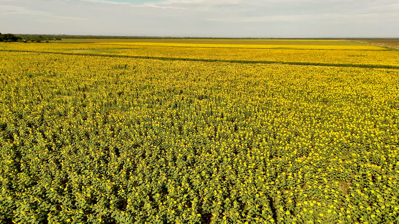Vast sunflower field in full bloom captured by tilt-down aerial drone in warm daylight