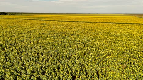 vast sunflower field in full bloom captured by tilt-down aerial drone in warm daylight