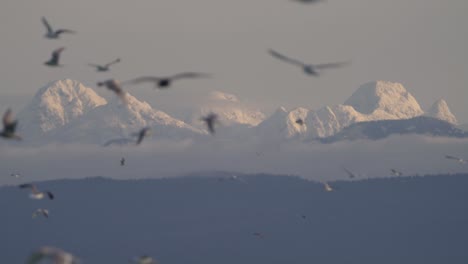 static footage of british columbia's coastal mountains with birds flying in the foreground in slow motion.